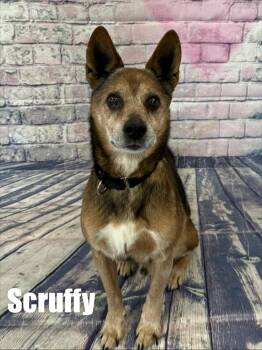 Wheaten Terrier Dogs Available for Adoption - Scruffy | PetCurious