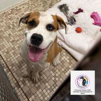 Ellie -  Mixed Breed and Saint Bernard Dog for Adoption in Honesdale, Pennsylvania - Ellie | PetCurious