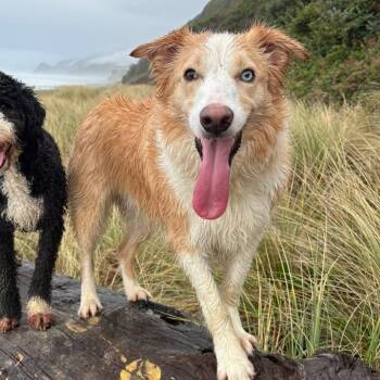 Blondie -  Border Collie Dog for Adoption in Salem, Oregon - Blondie | PetCurious