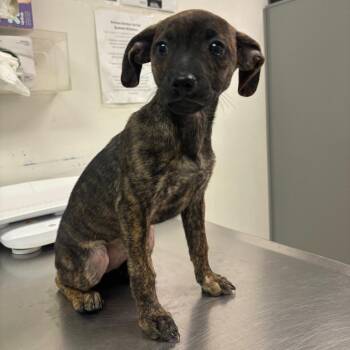 Kai -  Mixed Breed Dog for Adoption in Charleston, West Virginia - Kai | PetCurious