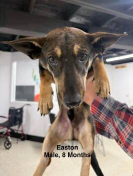 Chihuahua and Dachshund Dogs Available for Adoption in Blue Springs, Missouri - Easton | PetCurious