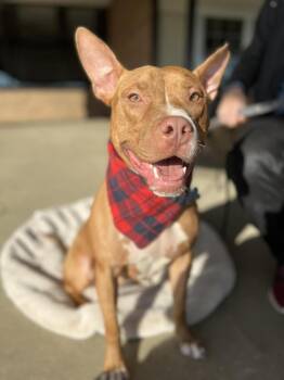 Pit Bull Terrier Dogs Available for Adoption - Harrison Ford | PetCurious