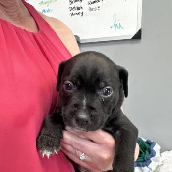 Pearl B -  American Bully Dog for Adoption in Dyersburg, Tennessee - Pearl B | PetCurious