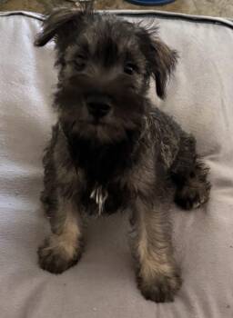 Nick -  Schnauzer Dog for Adoption in Overland Park, Kansas - Nick | PetCurious