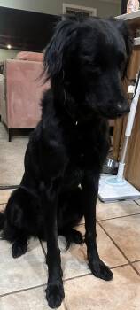 Shujaa (Courtesy post) -  Saluki Dog for Adoption in Chelmsford, Massachusetts - Shujaa (Courtesy Post) | PetCurious