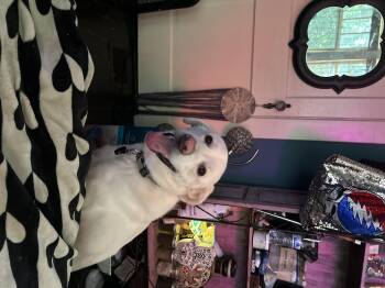 Rescue Golden Retriever and Labrador Retriever Dogs for Adoption in Brentwood, Tennessee - Tripp | PetCurious