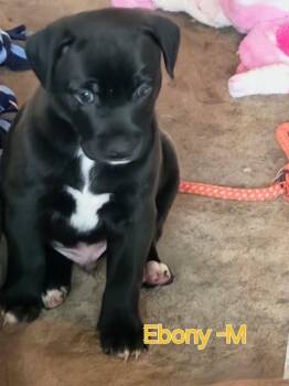 Ebony -  Labrador Retriever Dog for Adoption in Penns Grove, New Jersey - Ebony | PetCurious