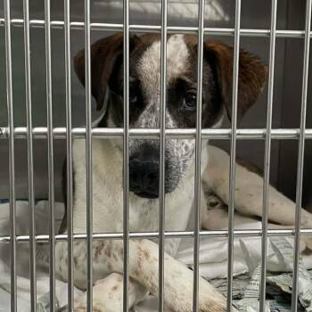 Labrador Retriever Dogs Available for Adoption in Parma, Ohio - Sawyer | PetCurious