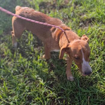 Kota -  Dachshund and Mixed Breed Dog for Adoption in Baton Rouge, Louisiana - Kota | PetCurious