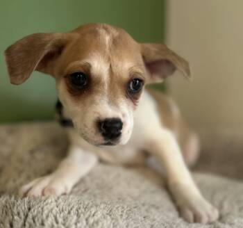 Jack Russell Terrier Dogs Available for Adoption - Miracle | PetCurious