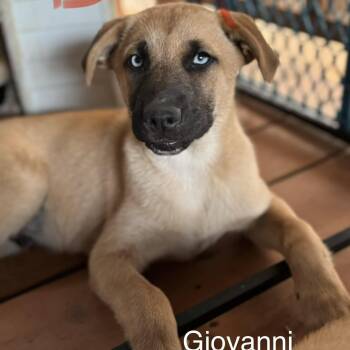 Husky Dogs Available for Adoption - Giovanni | PetCurious