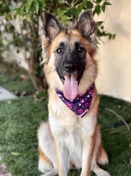 SHILOH -  German Shepherd Dog Dog for Adoption in Rowland Heights, California - SHILOH | PetCurious