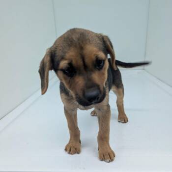 Chihuahua and Shepherd Dogs Available for Adoption - SRIRACHA | PetCurious