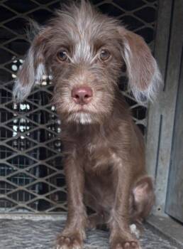 Lexus -  Wirehaired Terrier Dog for Adoption - Lexus | PetCurious