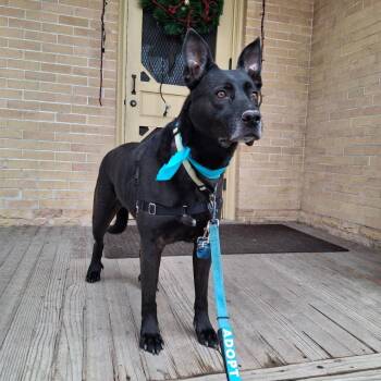 Belgian Shepherd Malinois and Black Labrador Retriever Dogs Available for Adoption in Murray, Utah - Goose | PetCurious