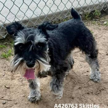 Miniature Schnauzer Dogs Available for Adoption in Tomah, Wisconsin - Skittles | PetCurious