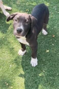 A199060 -  Great Dane and Pit Bull Terrier Dog for Adoption in Fremont, California - A199060 | PetCurious