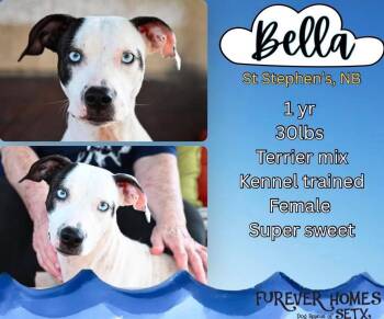 Bella -  Terrier Dog for Adoption in Lumberton, Texas - Bella | PetCurious