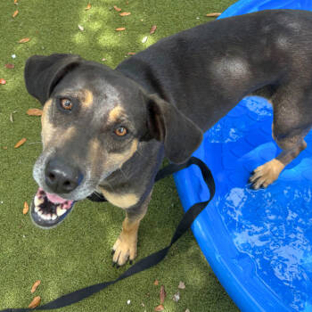 Rescue Mixed Breed Dogs for Adoption in Sarasota, Florida - Blip | PetCurious