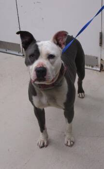 Pit Bull Terrier Dogs Available for Adoption in Marietta, Georgia - Jade(811) | PetCurious