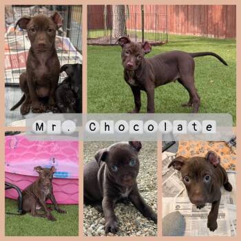 Mr. Chocolate KB -  Terrier and Mixed Breed Dog for Adoption in Austin, Texas - Mr. Chocolate KB | PetCurious