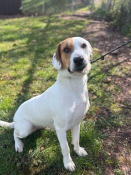 Mixed Breed Dogs Available for Adoption in Russellville, Kentucky - Luna | PetCurious
