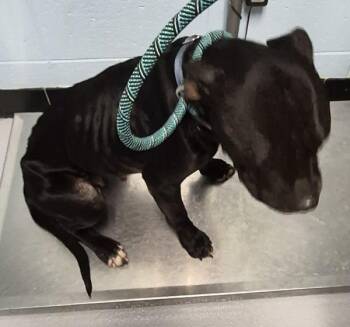 Pen 186 -  Pit Bull Terrier Dog for Adoption in Lawrenceville, Georgia - Pen 186 | PetCurious