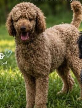 Miko -  Standard Poodle Dog Available for Adoption in Cumming, Georgia - Miko | PetCurious