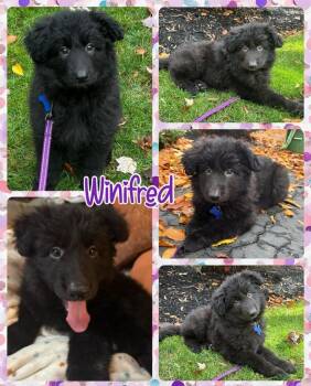 Rescue Mixed Breed Dogs for Adoption in Lancaster, New York - Winifred | PetCurious