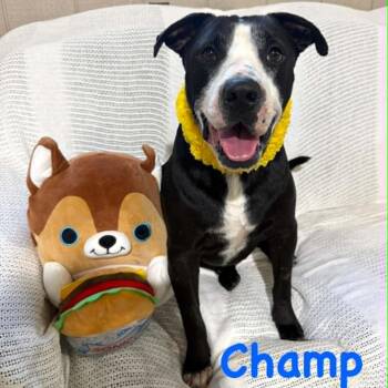 Champ -  Black Labrador Retriever Dog for Adoption in Opp, Alabama - Champ | PetCurious