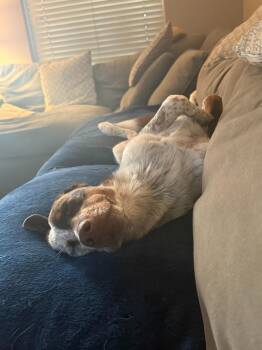 Australian Shepherd and Border Collie Dogs Available for Adoption in Lake Forest, California - Cowboy (CP) | PetCurious