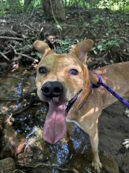 CARLOS -  Mixed Breed Dog for Adoption in Charlotte, North Carolina - CARLOS | PetCurious