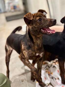 Bubbles -  Mixed Breed Dog for Adoption in Taycheedah, Wisconsin - Bubbles | PetCurious