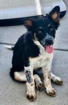 Kalani 2 -  Australian Cattle Dog Blue Heeler and Retriever Dog for Adoption in Fort Lupton, Colorado - Kalani 2 | PetCurious