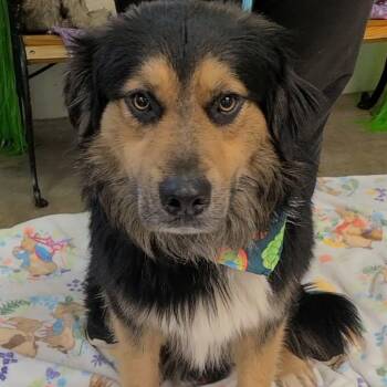 Bernese Mountain Dog and German Shepherd Dog Dogs Available for Adoption in Woolwich, Maine - Butter | PetCurious
