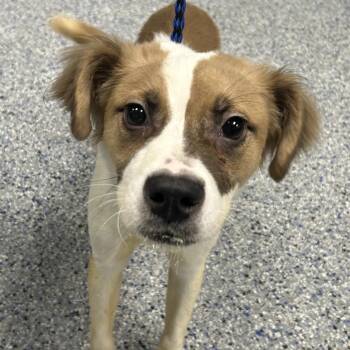 Terrier Dogs Available for Adoption in Greenville, South Carolina - Harlem | PetCurious