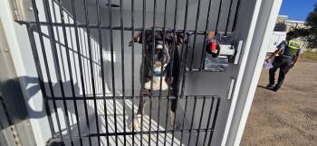 Rescue American Staffordshire Terrier and Mixed Breed Dogs for Adoption in Clovis, New Mexico - Bob | PetCurious