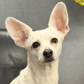 Fox Terrier Dogs Available for Adoption - Milkyway *Tri-Pawd* | PetCurious