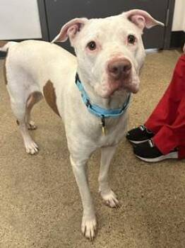Reba -  Pit Bull Terrier Dog for Adoption in Cleveland, Ohio - Reba | PetCurious