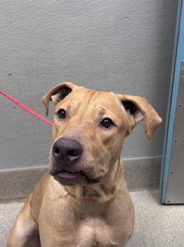 KOLBOLT -  Pit Bull Terrier Dog for Adoption in Las Vegas, Nevada - KOLBOLT | PetCurious