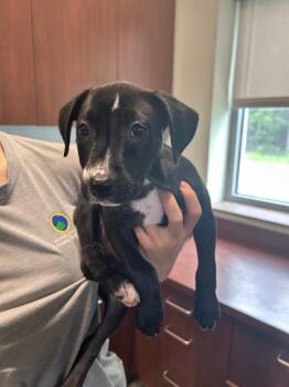 Pit Bull Terrier Dogs Available for Adoption in Gautier, Mississippi - Sheba | PetCurious