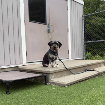 Meimei -  Standard Schnauzer and Mixed Breed Dog for Adoption in Bedford, New Hampshire - Meimei | PetCurious