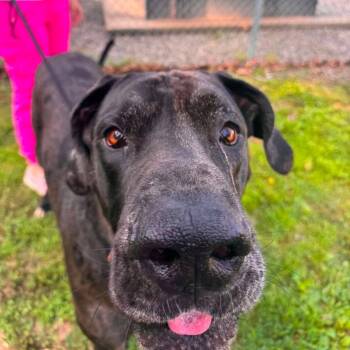 Bronco -  Mixed Breed Dog for Adoption in Edwardsville, Illinois - Bronco | PetCurious