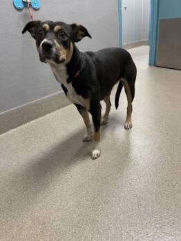 Rescue Labrador Retriever and Mixed Breed Dogs for Adoption in Las Vegas, Nevada - KIMIKO | PetCurious