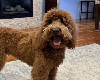 Goldendoodle Dogs Available for Adoption in Boulder, Colorado - Waffles - Playful Puppy! | PetCurious
