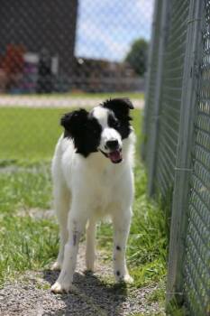 Lassie -  Border Collie Dog for Adoption in Aurora, Indiana - Lassie | PetCurious