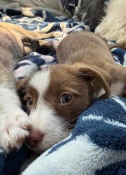 Millie -  Terrier and Mixed Breed Dog for Adoption in Schertz, Texas - Millie | PetCurious