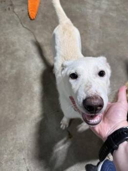 Kimmy -  Mixed Breed Dog for Adoption in Papillion, Nebraska - Kimmy | PetCurious