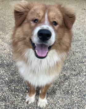 Fred -  Chow Chow Dog for Adoption in Lacon, Illinois - Fred | PetCurious