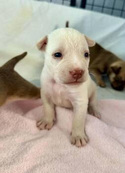 Meximelt -  Black Mouth Cur Dog for Adoption in Silsbee, Texas - Meximelt | PetCurious